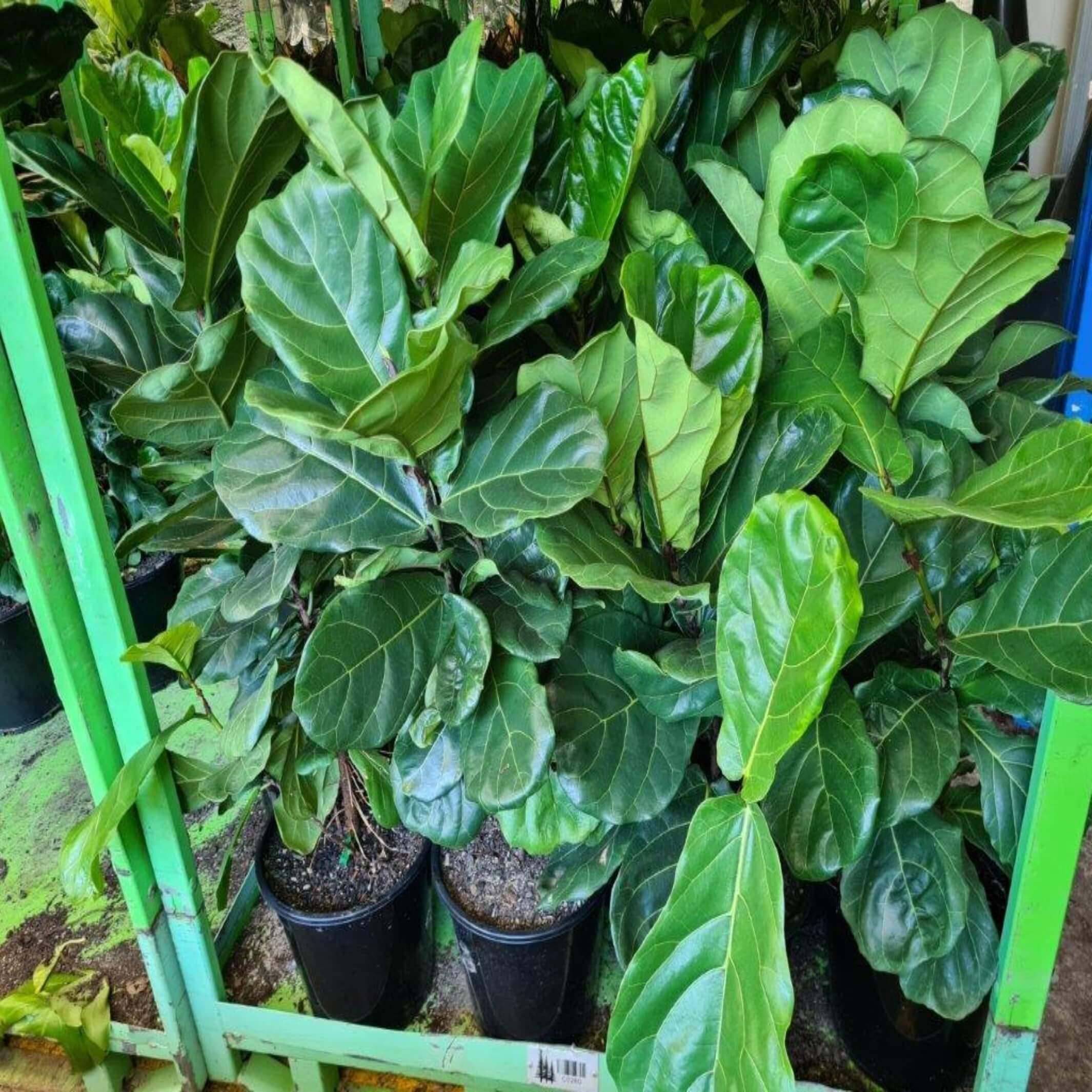 Ficus Lyrata (fiddle Leaf Fig Tree) - I The Australian Plant Shop