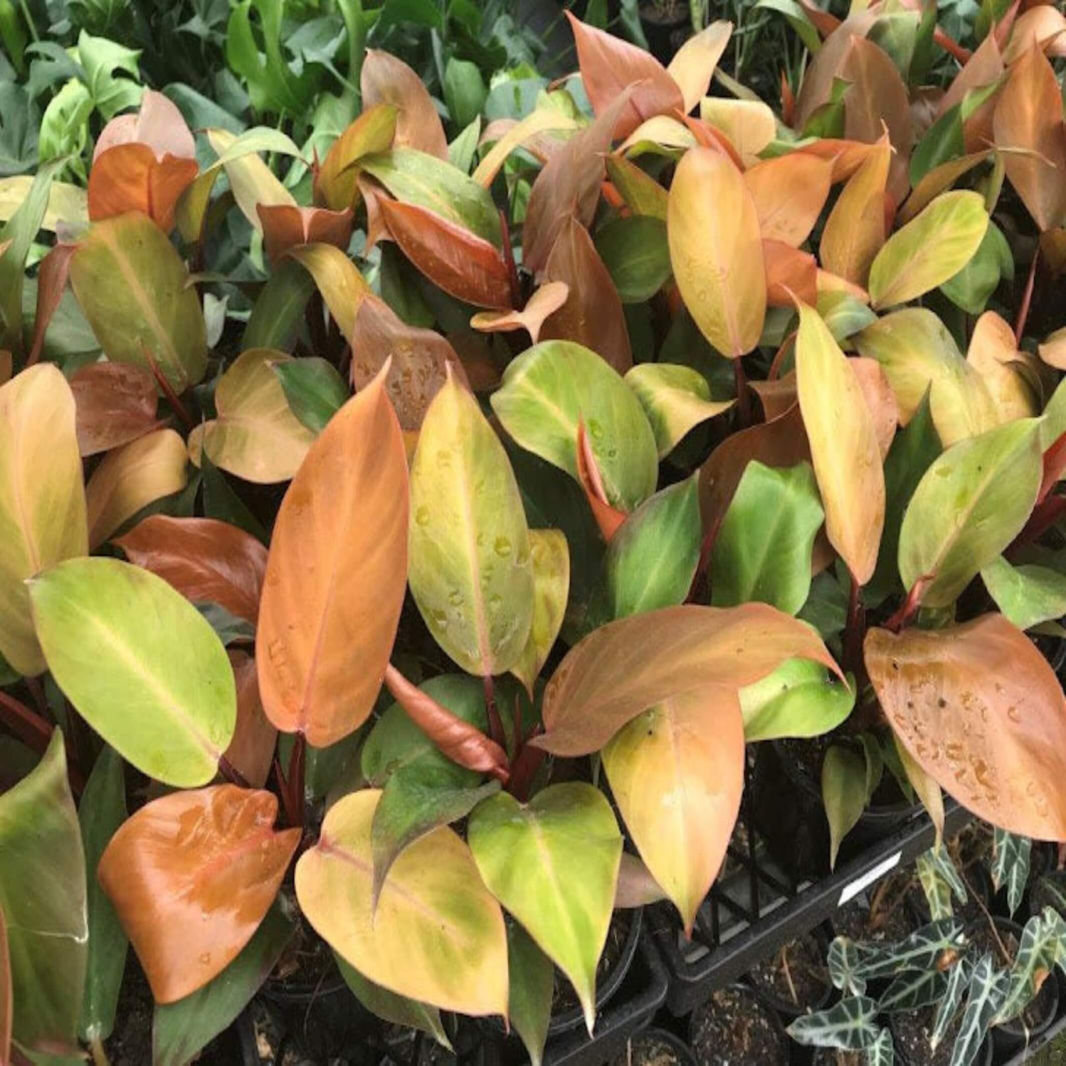 Philodendron Mccolleys Finale I The Australian Plant Shop