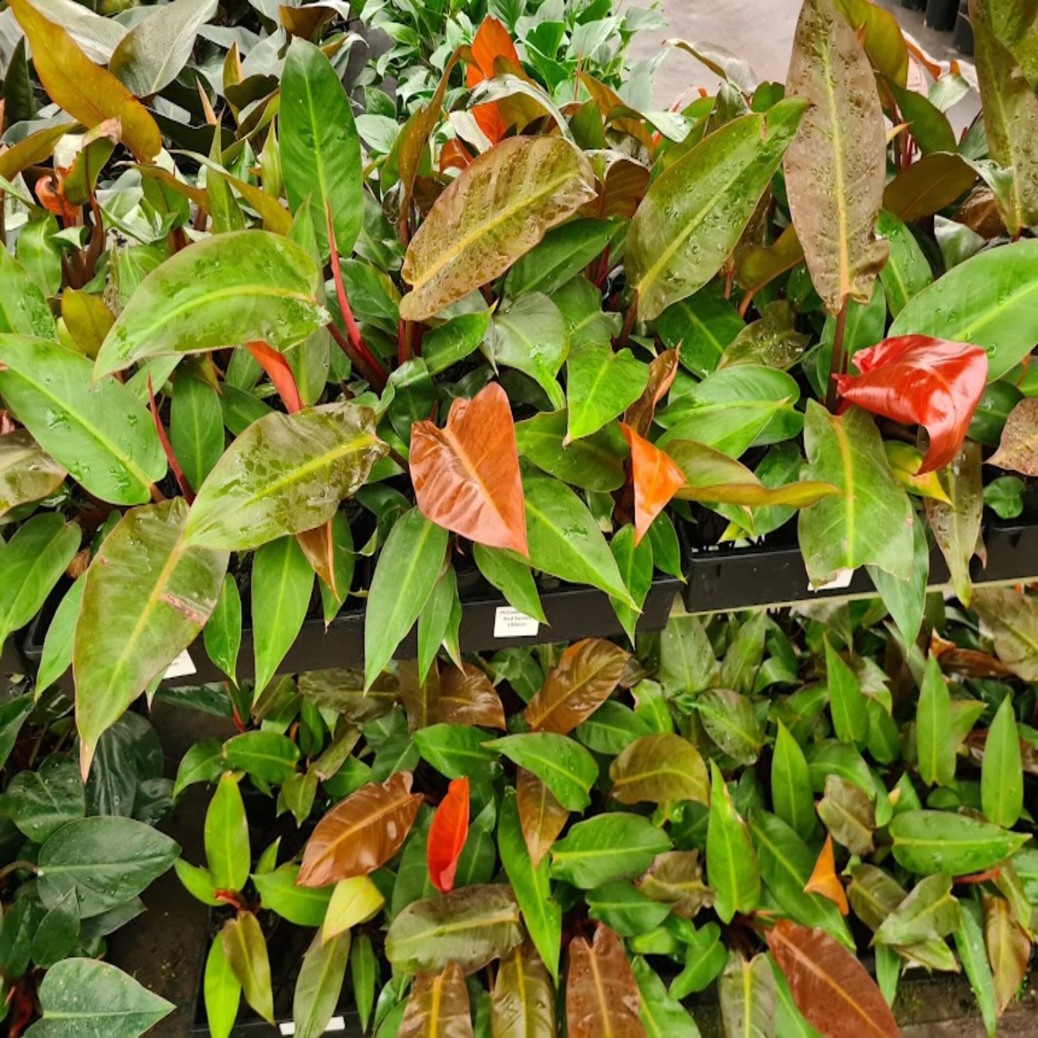 Philodendron Red Sunset I The Australian Plant Shop