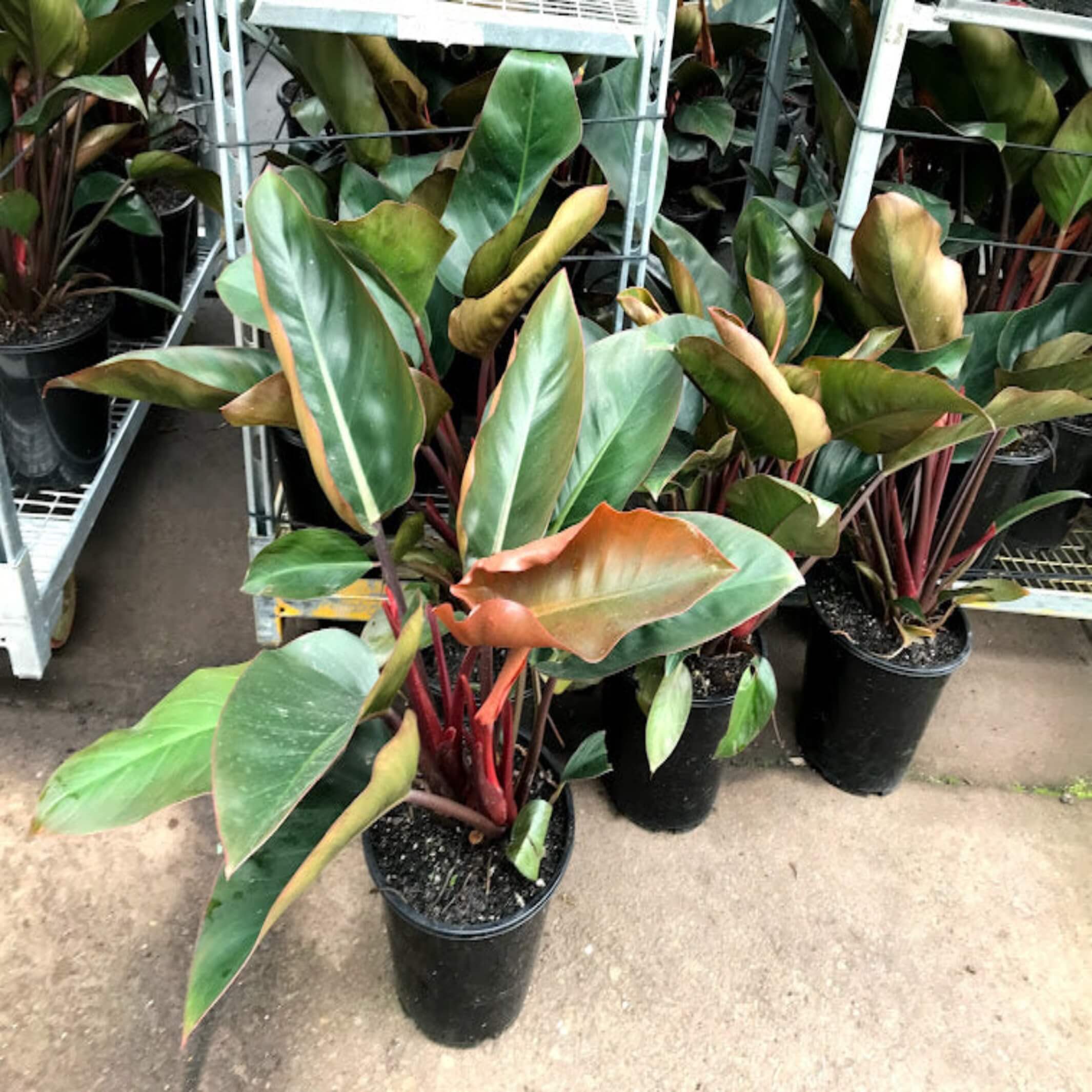 Philodendron Rojo Congo The Australian Plant Shop