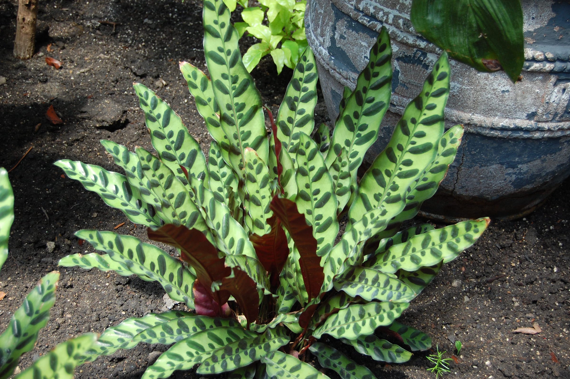 Calathea Plant & Ctenanthe Plant I Buy Plants Online