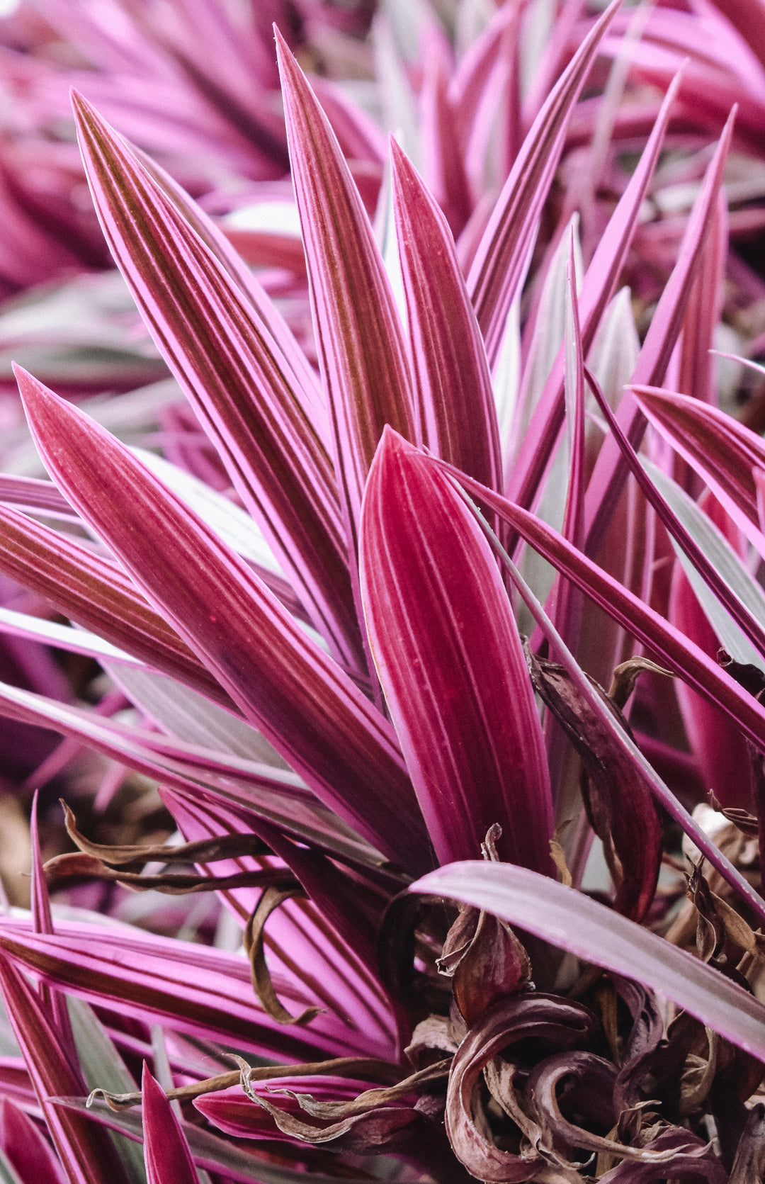 Foliage Colour: Red/pink I Plant Order Online