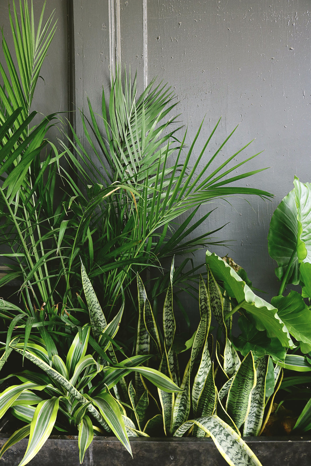 Best Indoor Plants Australia: Top Air-Purifying & Low-Maintenance Varieties