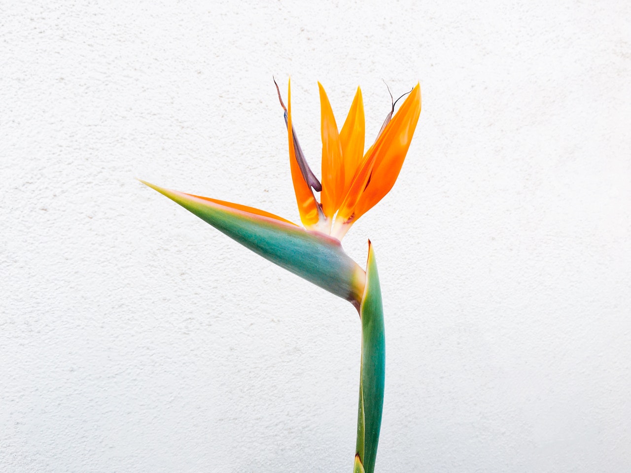 Strelitzia - Bird of Paradise I Plant Delivery Service