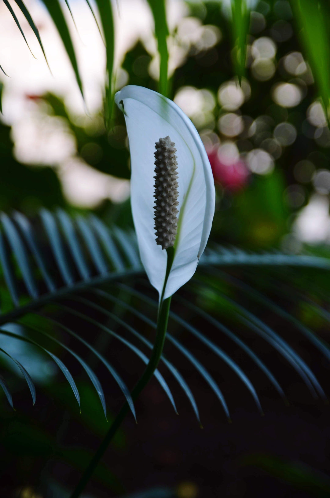 Best Low Light Plants