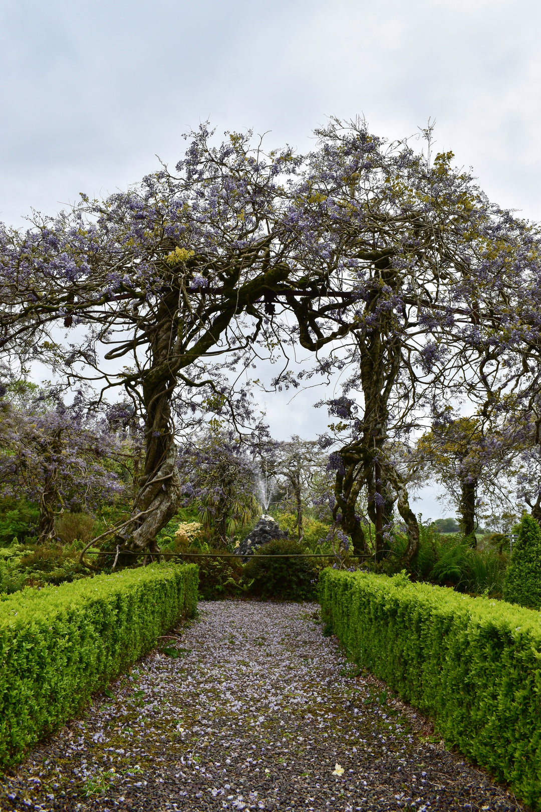 Hedges & Screening Plants