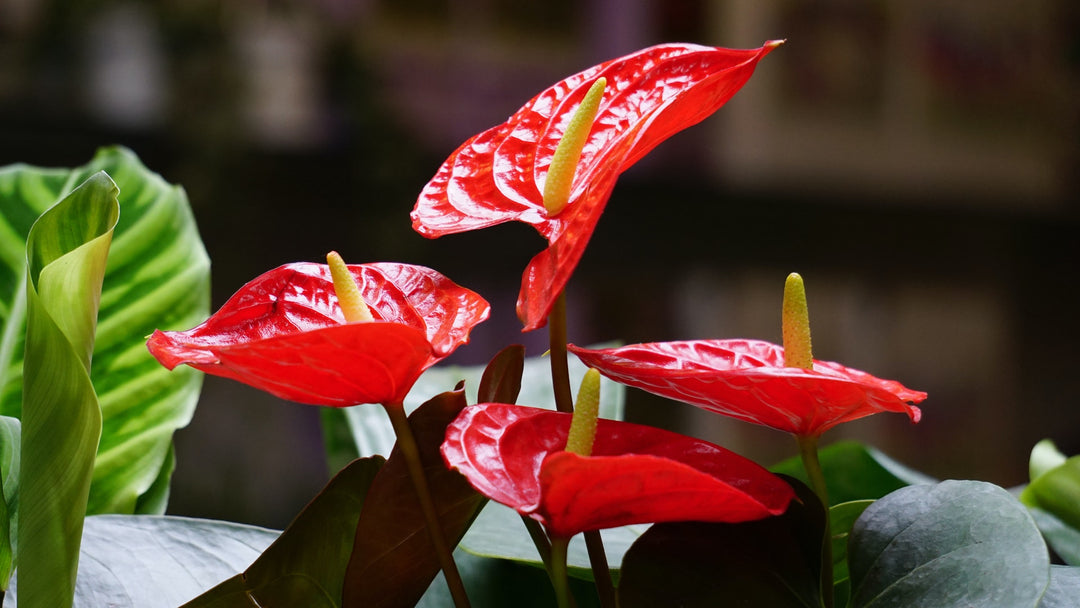 Anthuriums for Sale I Sydney Plant Delivery