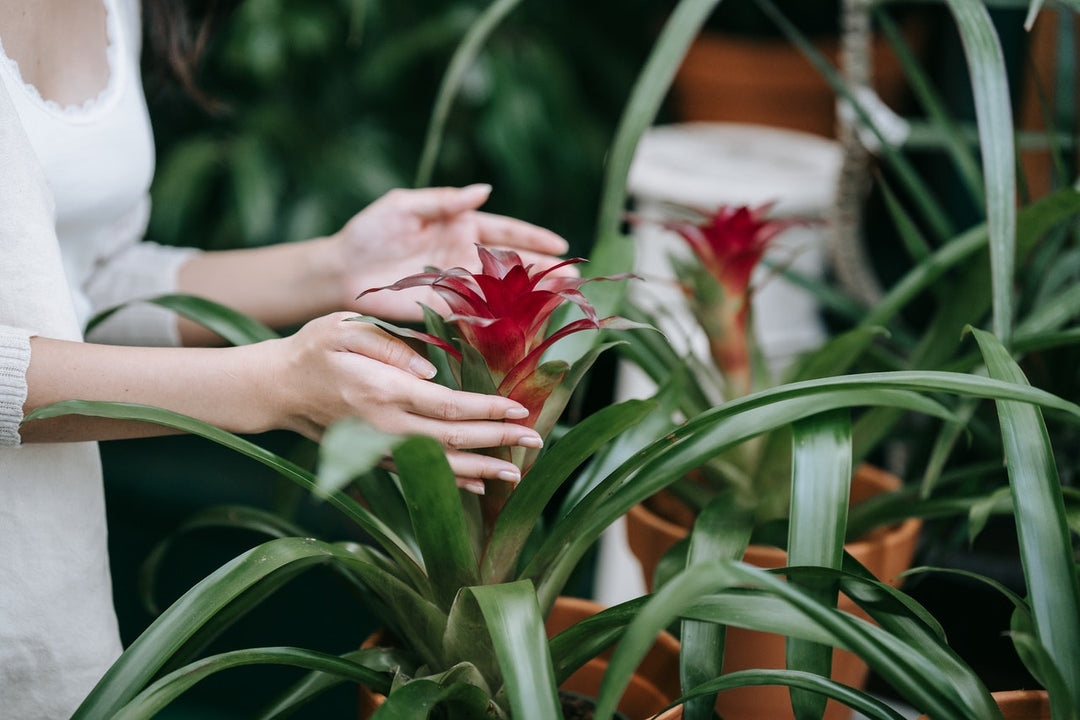 Bromeliads for Sale I Order Live Plants Online