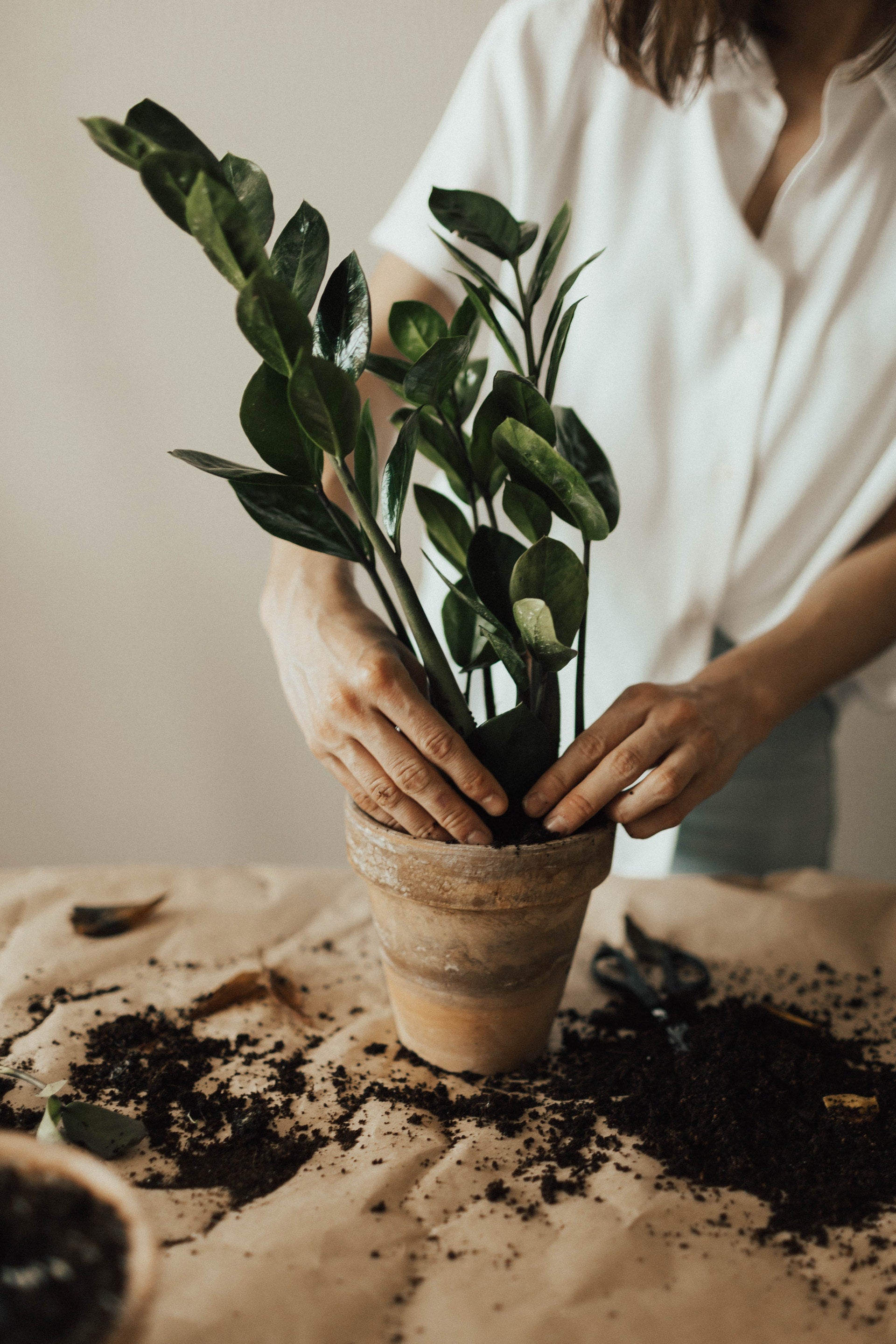 Zamioculcas (ZZ plant) I Sydney Plant Delivery