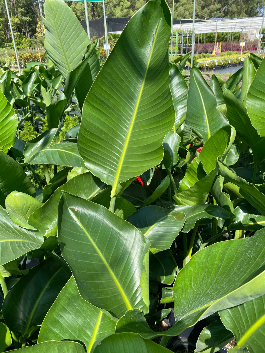 Strelitzia nicolai (Giant Bird of paradise)