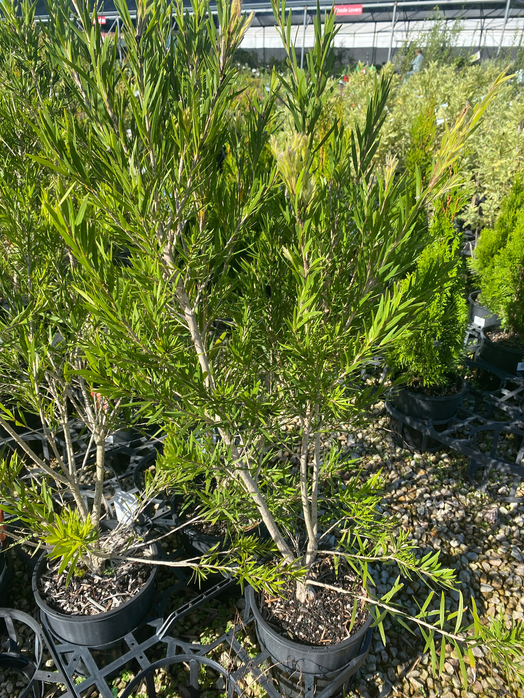 Callistemon viminalis 'Dawson River Weeper' (Bottlebrush)