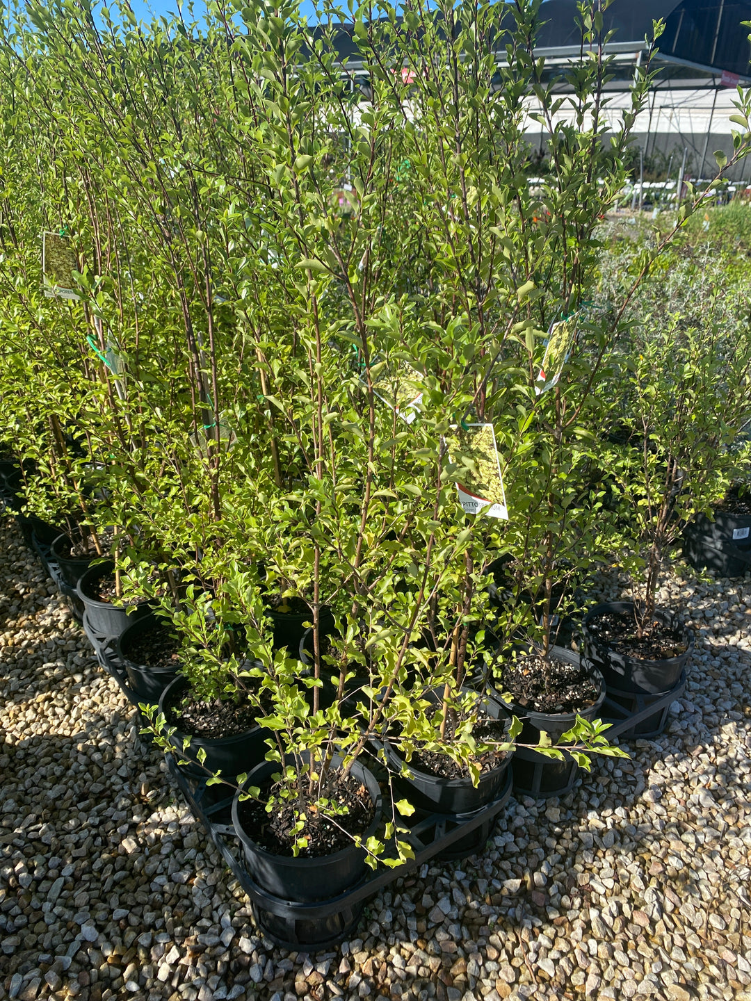 Pittosporum tenuifolium 'Silver Sheen'