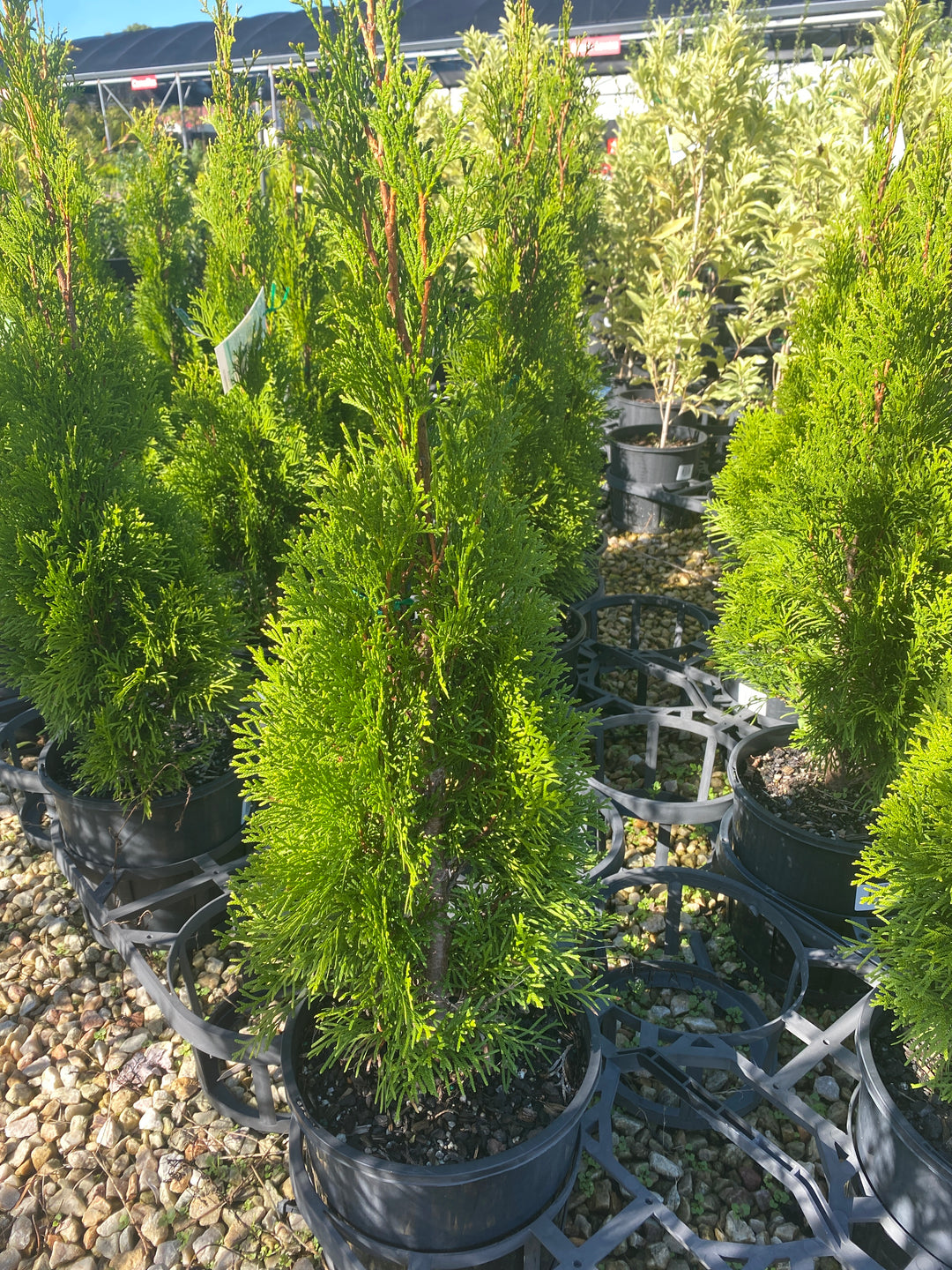 Thuja occidentalis 'Smaragd'