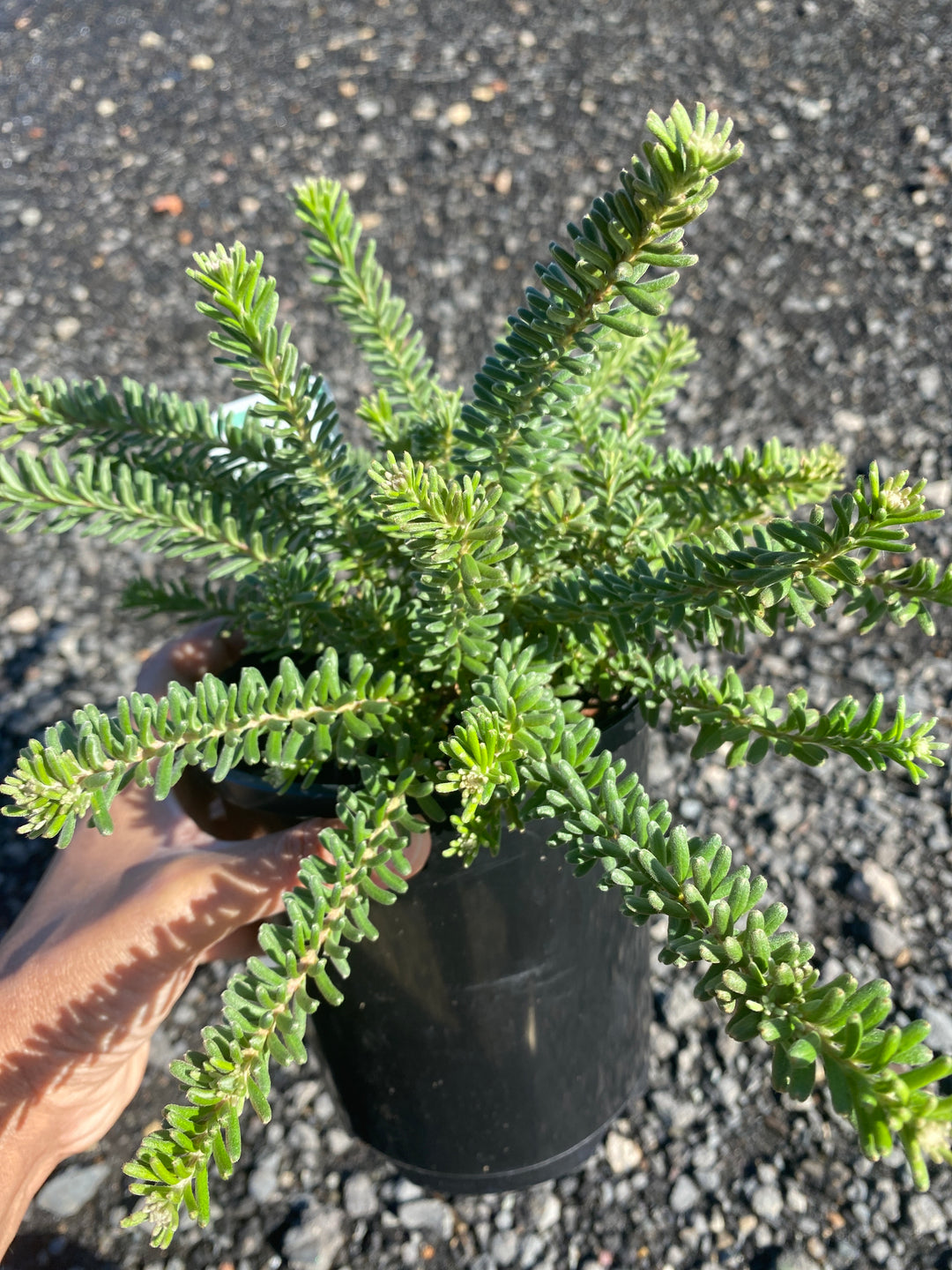 Grevillea lanigera ‘Mt Tamboritha’