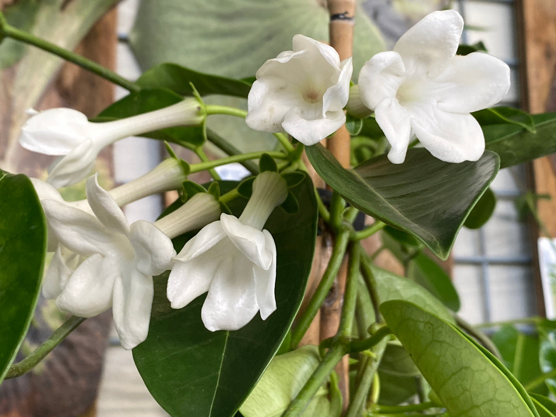 Stephanotis floribunda (Madagascar Jasmine)