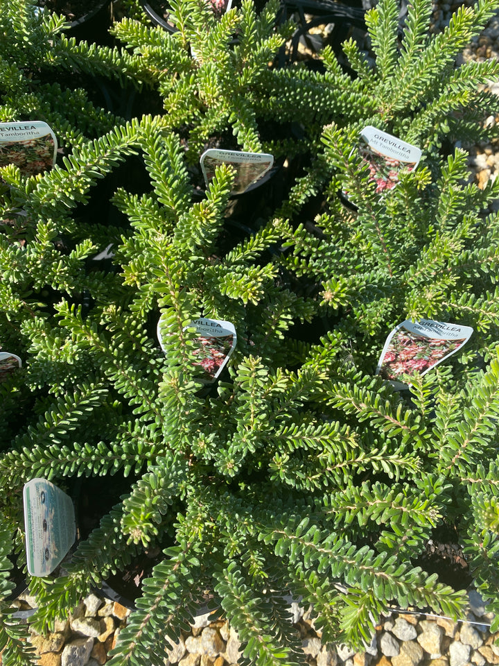 Grevillea lanigera ‘Mt Tamboritha’