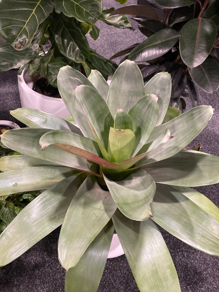 Alcantarea imperialis 'Silver Plum' (Giant/Imperial Bromeliad)