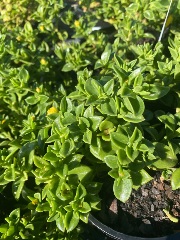 Aptenia cordifolia