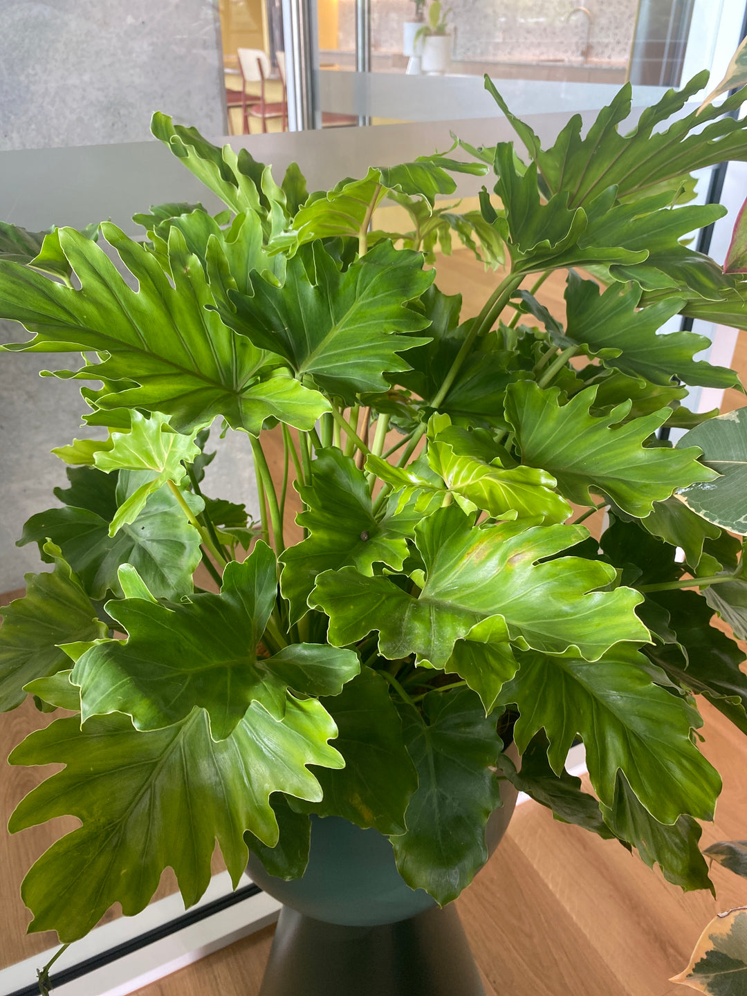 Philodendron 'Hope'