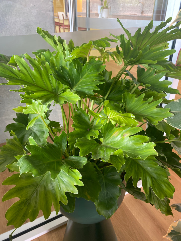 Philodendron 'Hope'