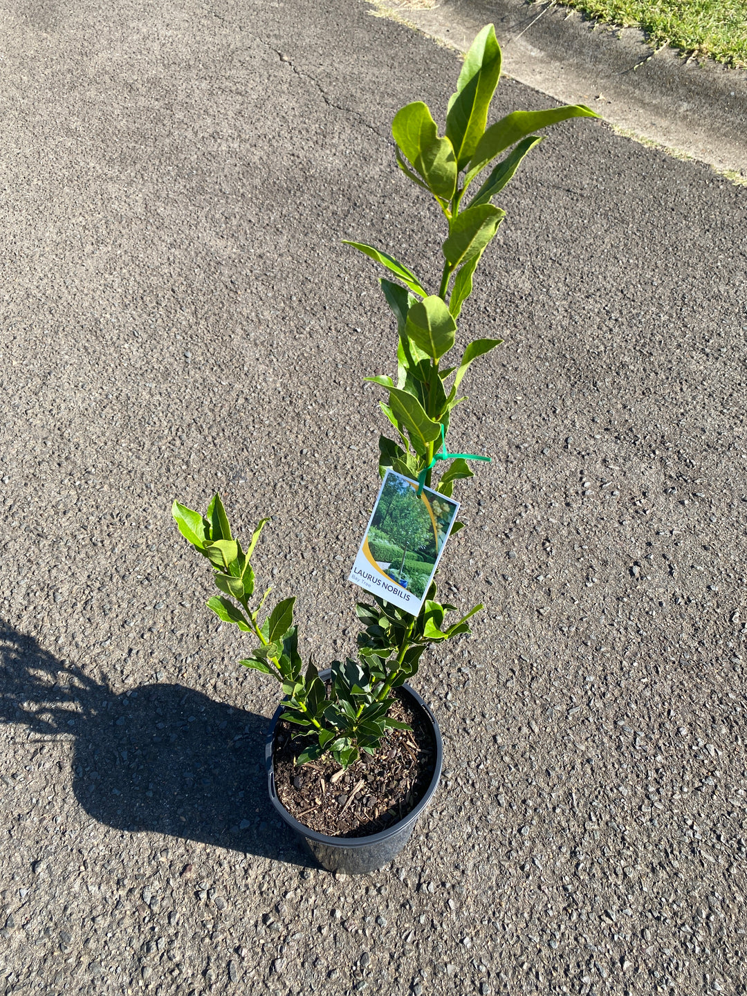 Laurus nobilis (Bay Leaf Laurel)