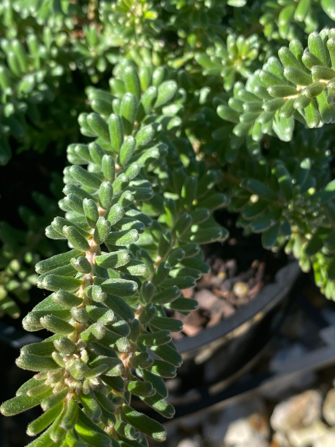 Grevillea lanigera ‘Mt Tamboritha’