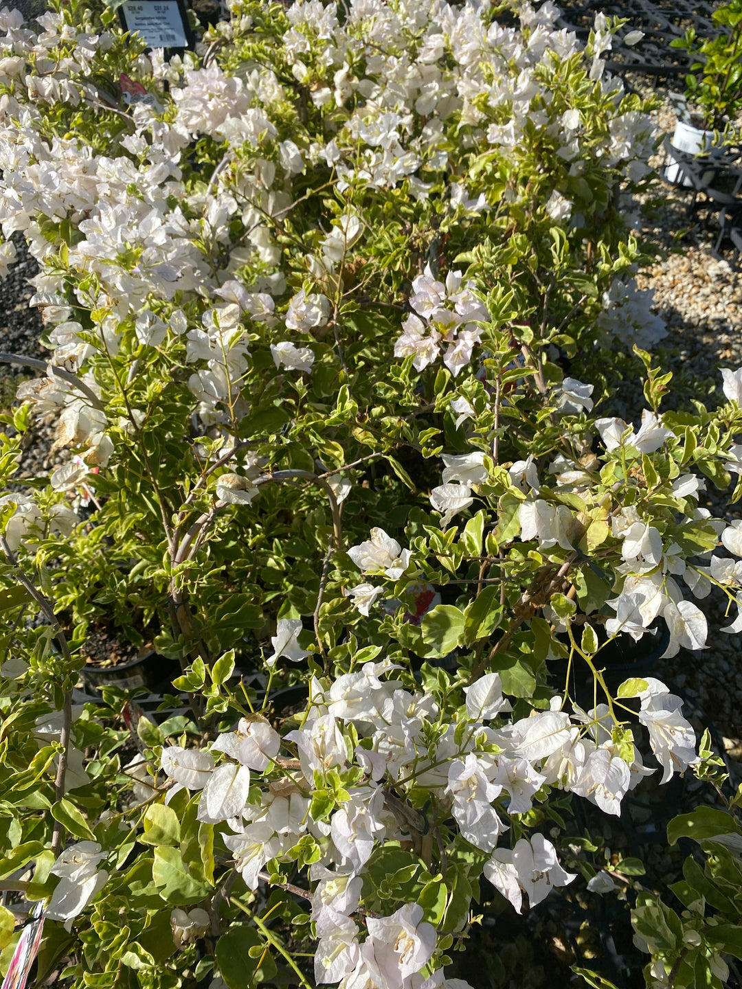 Bougainvillea Bambino