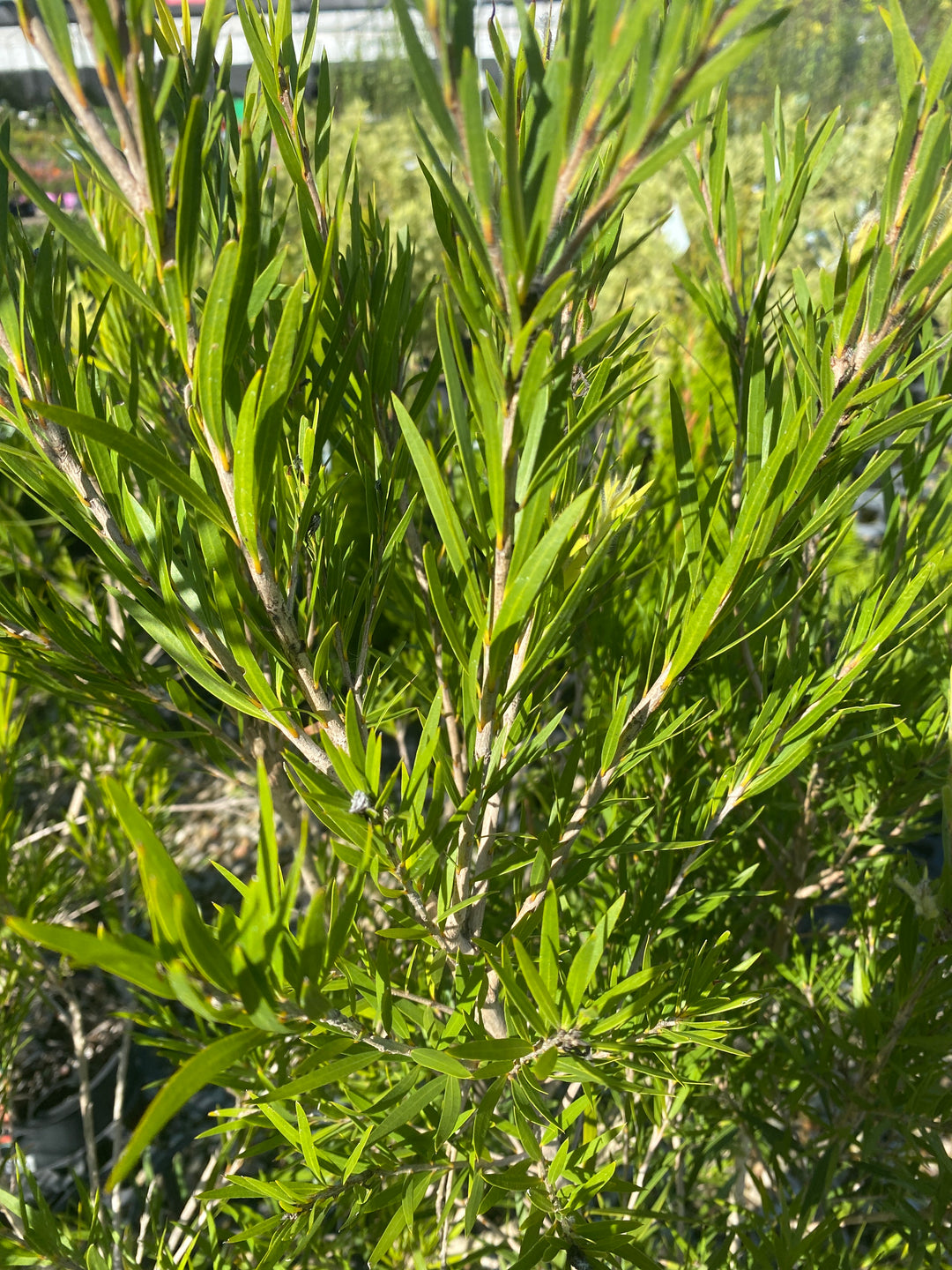 Callistemon viminalis 'Dawson River Weeper' (Bottlebrush)