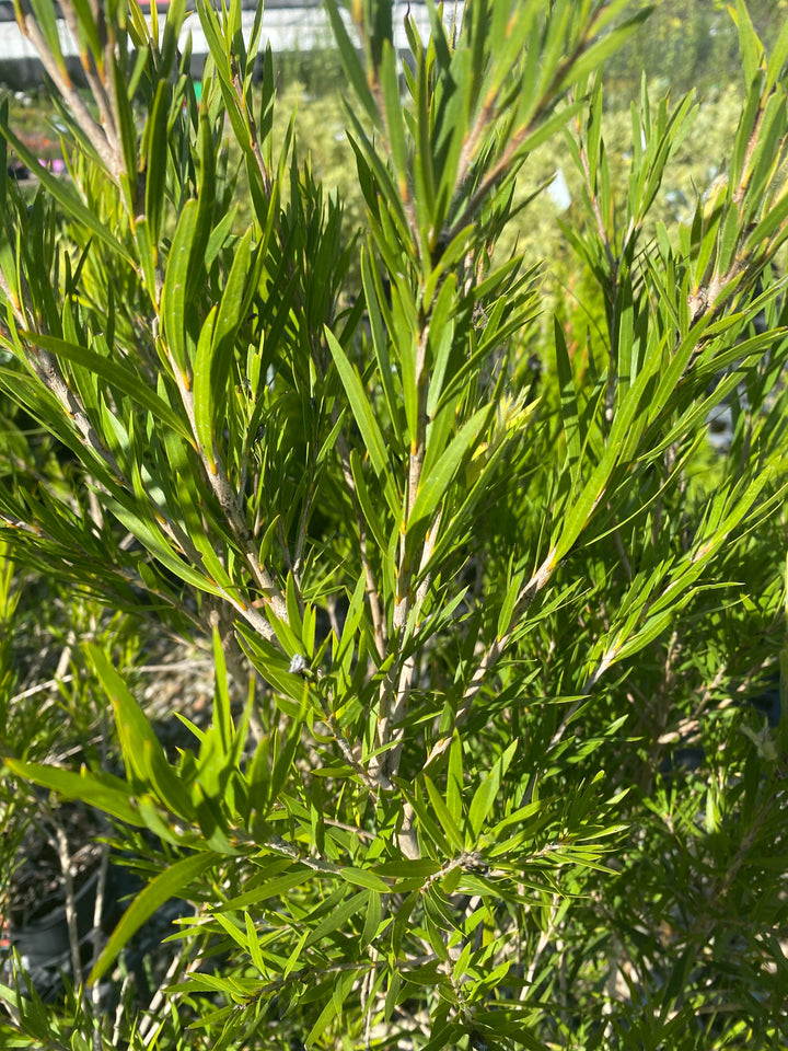 Callistemon viminalis 'Dawson River Weeper' (Bottlebrush)