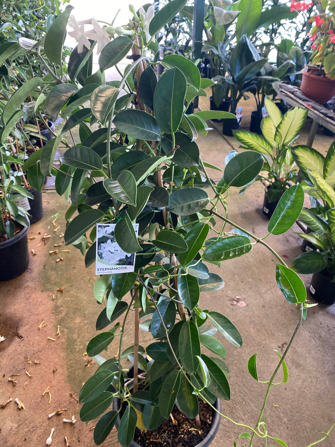 Stephanotis floribunda (Madagascar Jasmine)