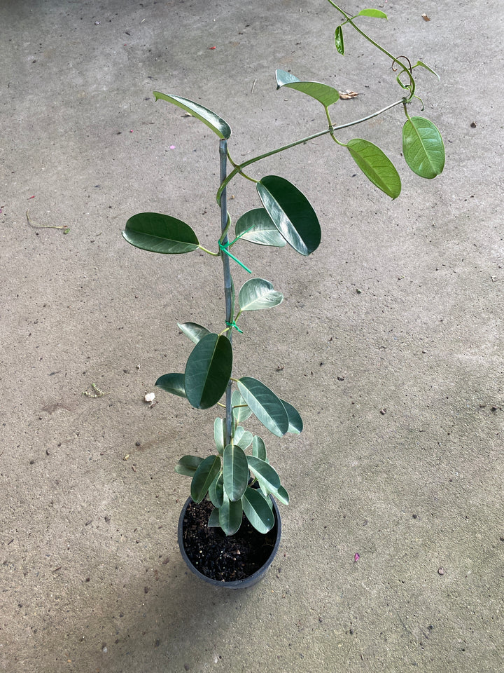 Stephanotis floribunda (Madagascar Jasmine)