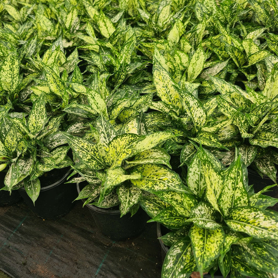 Aglaonema Thai Snowflake