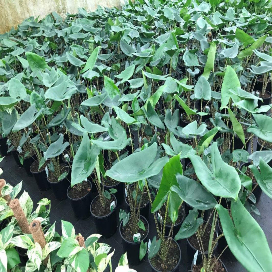 Alocasia zebrina (Elephant Ear Zebra)