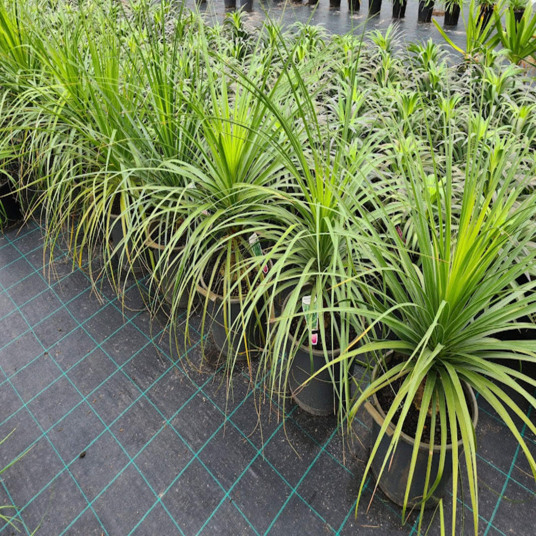 Beaucarnea recurvata (Ponytail Palm)