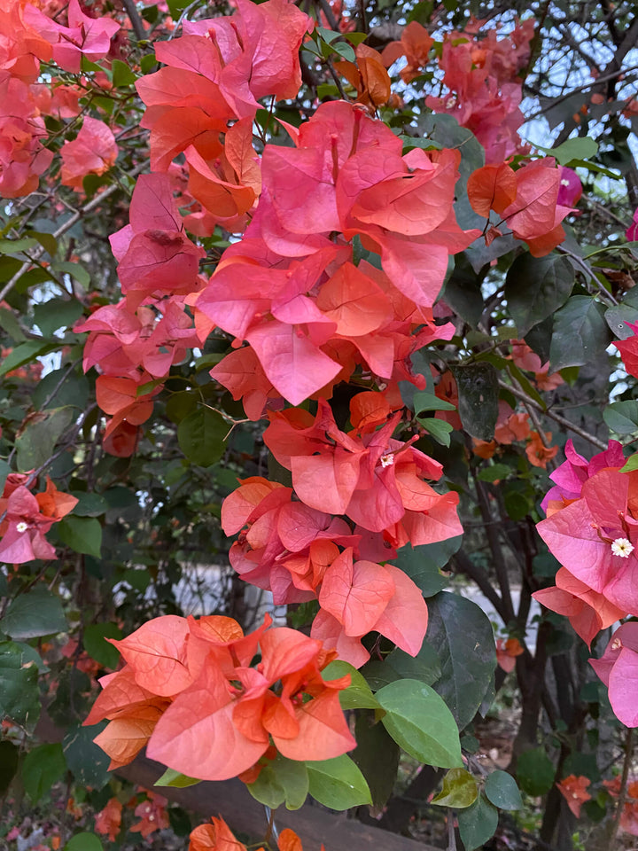 Bougainvillea glabra (Paperflower)