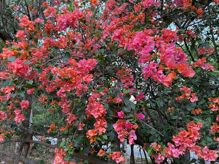 Bougainvillea glabra (Paperflower)