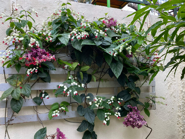 Clerodendrum thomsoniae (Bleeding Heart Plant)