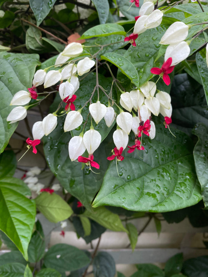 Clerodendrum thomsoniae (Bleeding Heart Plant)