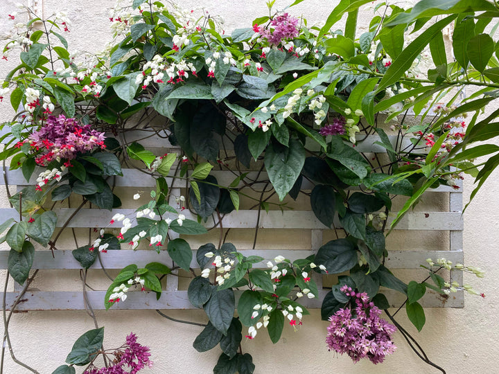 Clerodendrum thomsoniae (Bleeding Heart Plant)