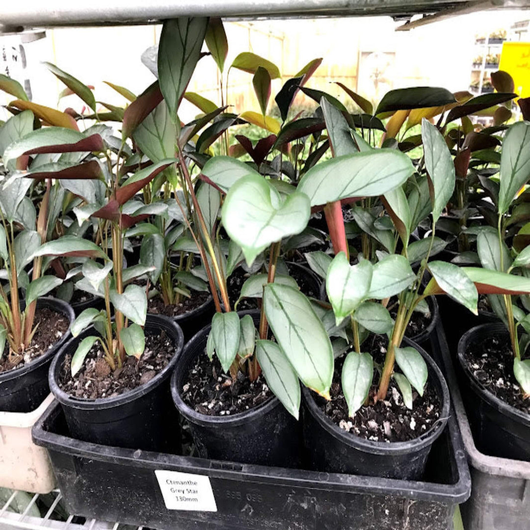 Ctenanthe setosa 'Grey Star' (Never Never Plant)