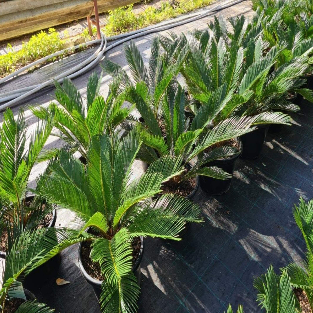 Cycas revoluta (Sago Palm)