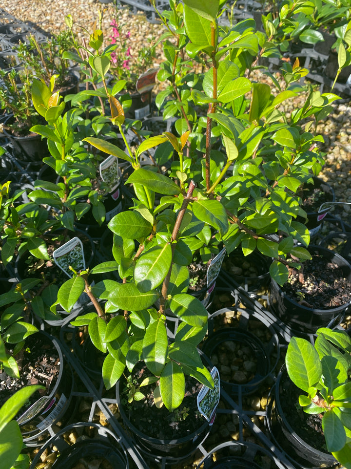 Trachelospermum jasminoides (Star Jasmine)