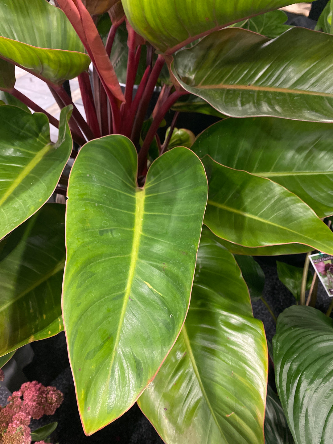 Philodendron 'Congo'