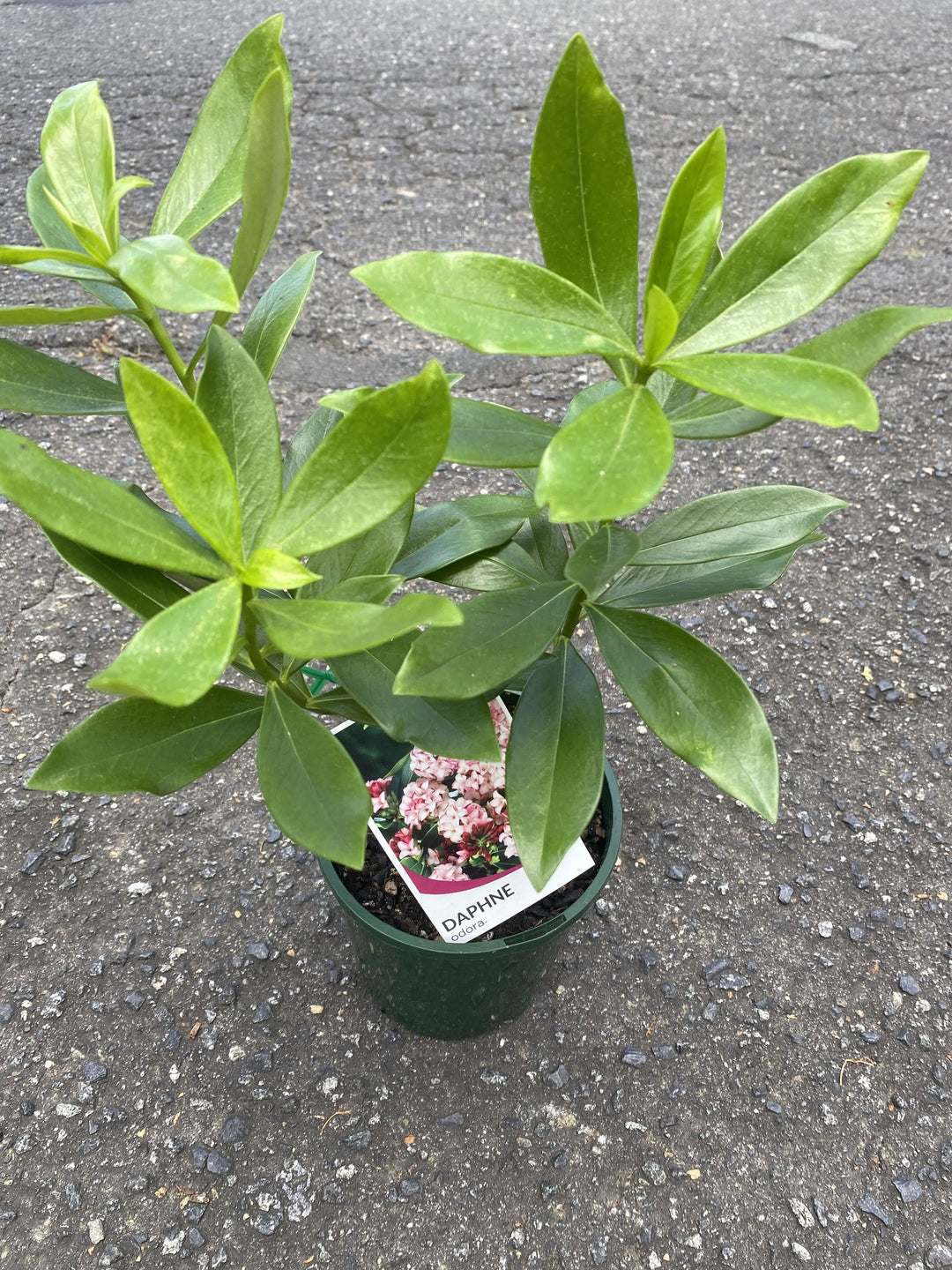 Daphne odora (Winter Daphne)