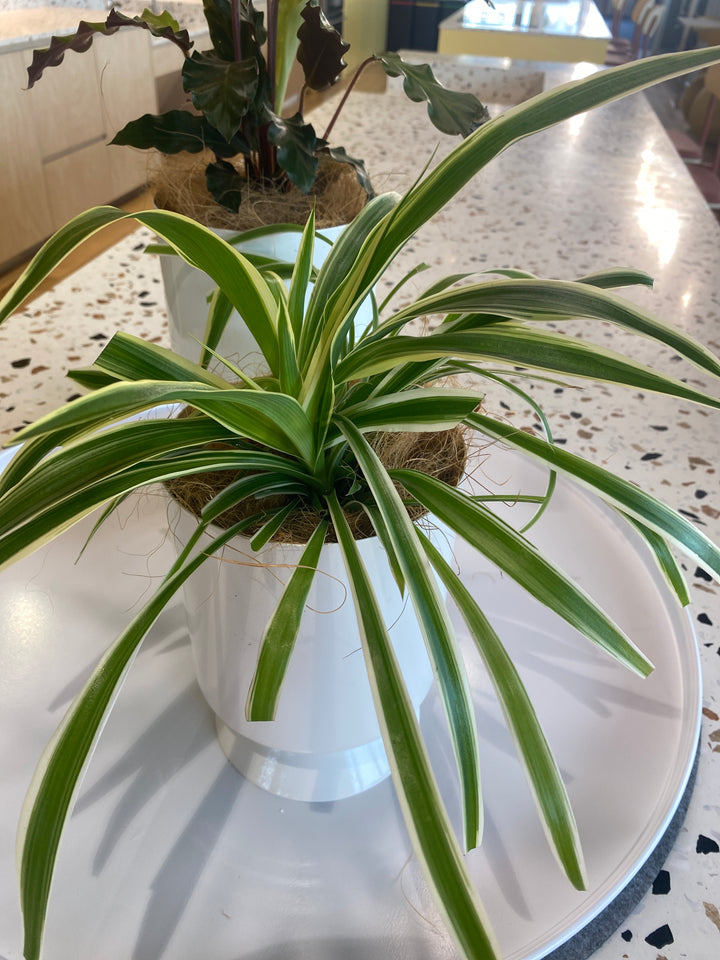 Chlorophytum - Assorted (Spider Plant)