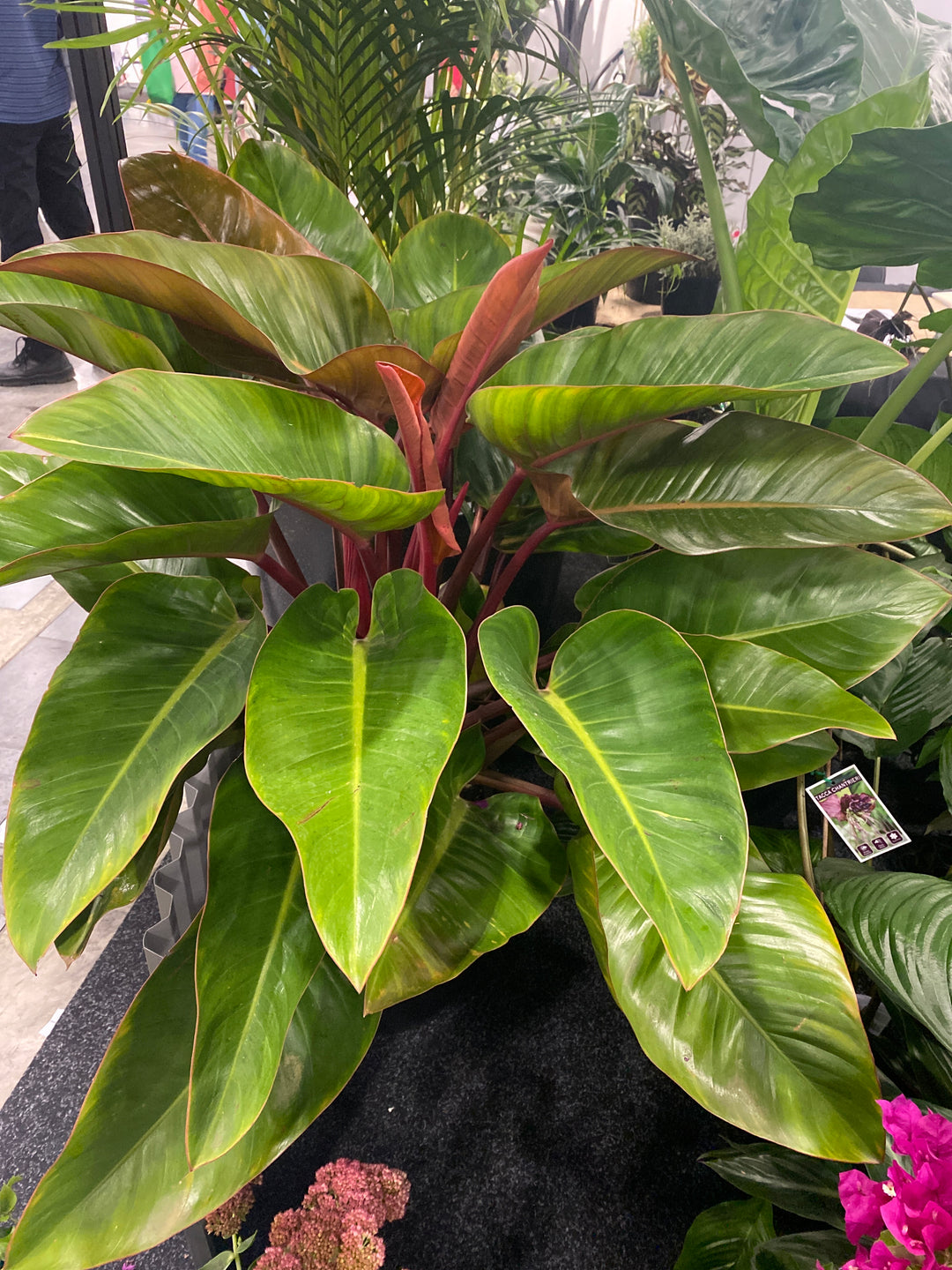 Philodendron 'Congo'