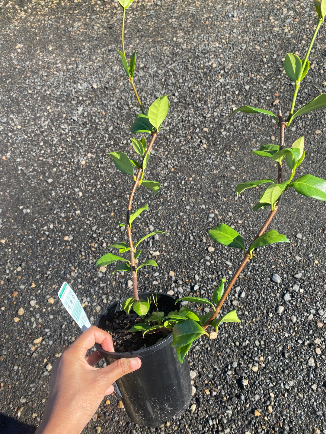 Trachelospermum jasminoides (Star Jasmine)