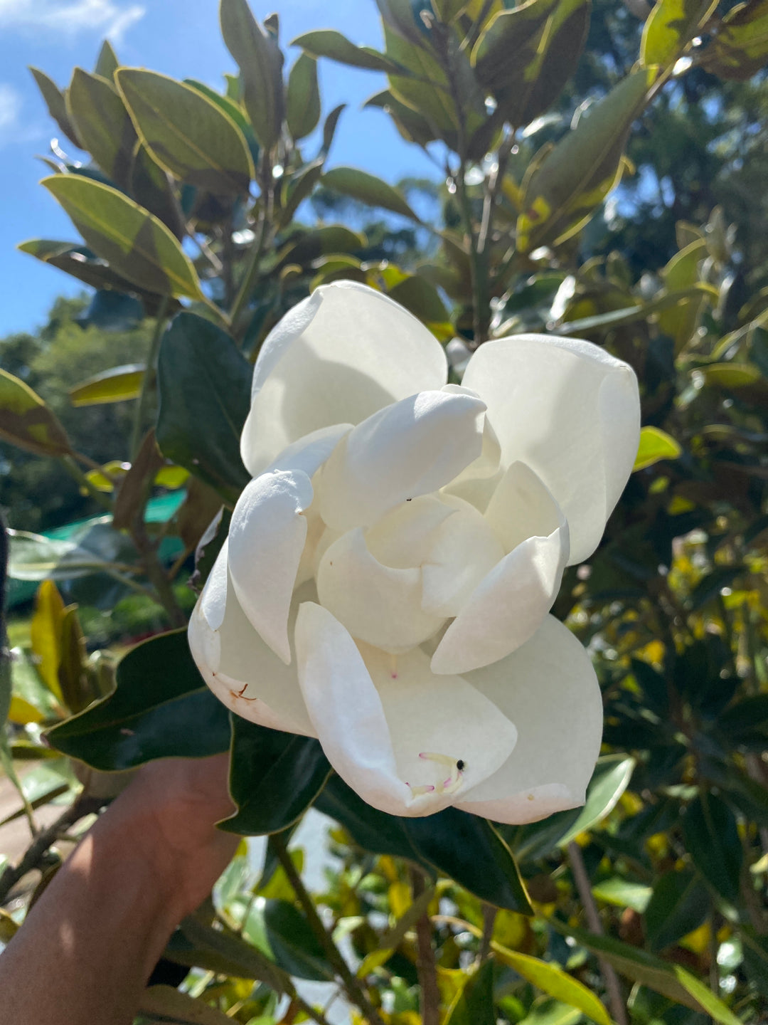 Magnolia grandiflora 'Little Gem' (Dwarf magnolia)