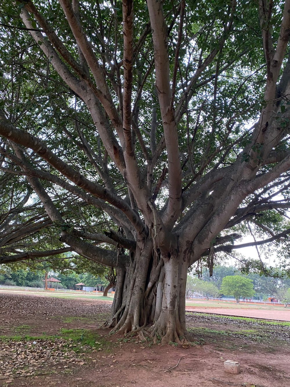 Ficus benghalensis 'Audrey' (Banyan Tree)