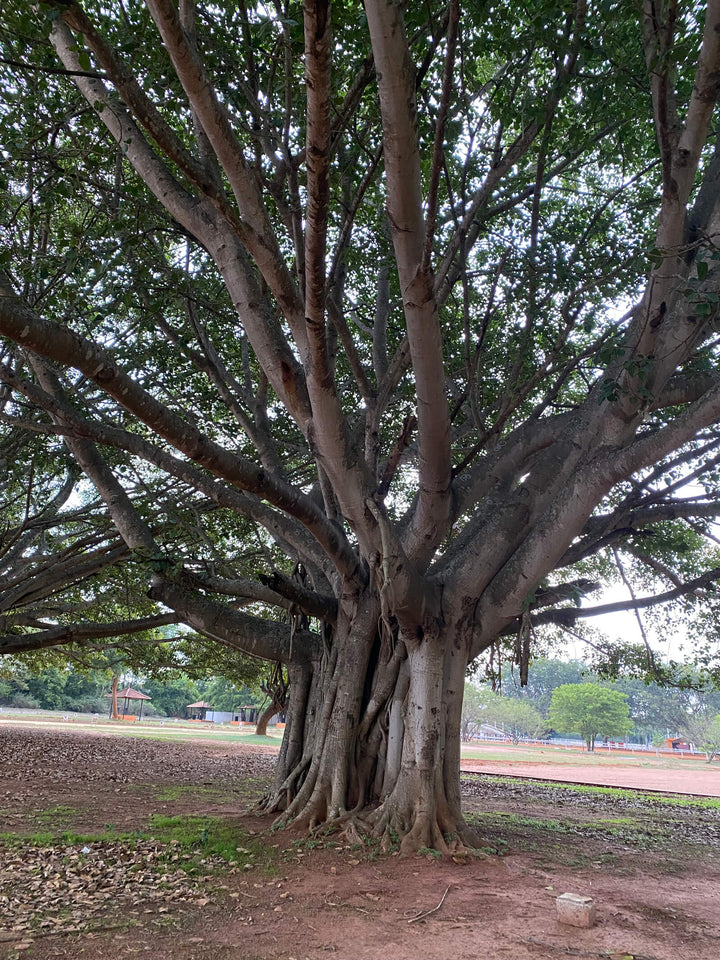 Ficus benghalensis 'Audrey' (Banyan Tree)